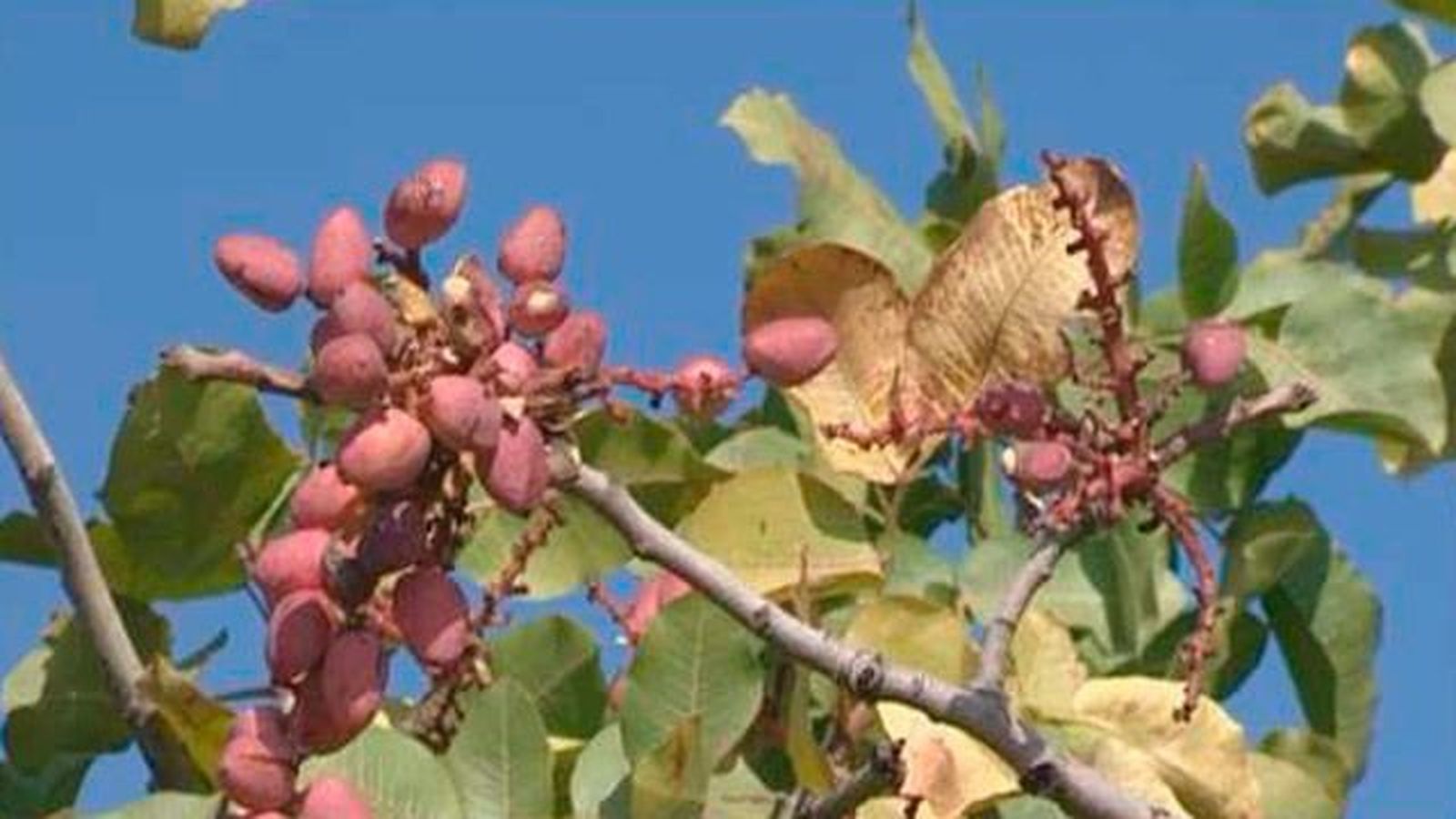 Pistacho madrileño, 'el oro verde' de la Comunidad