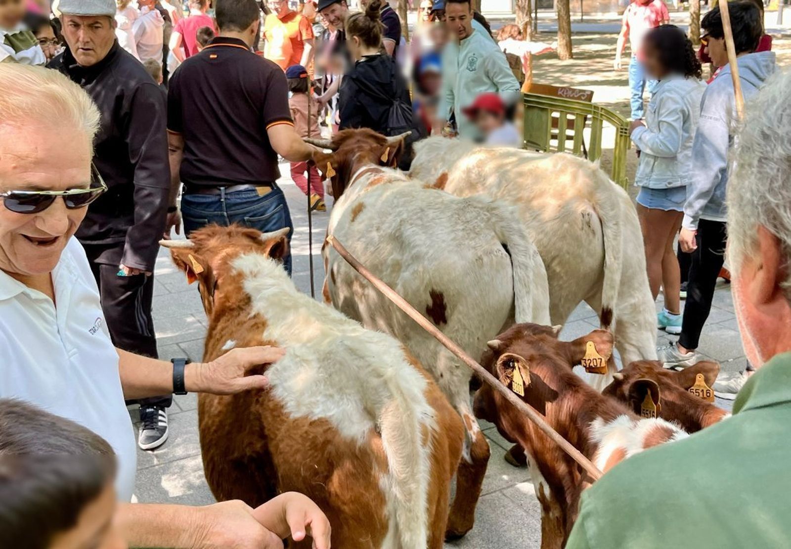 Bueyada infantil de las Fiestas del Cristo de Pinto en 2024