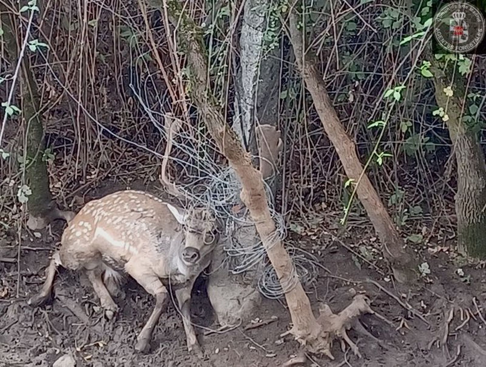 Gamo atrapado en Robledo de Chavela