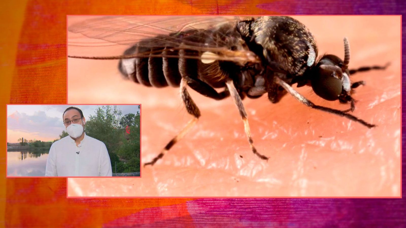 Madrid en alerta por la llegada de la mosca negra