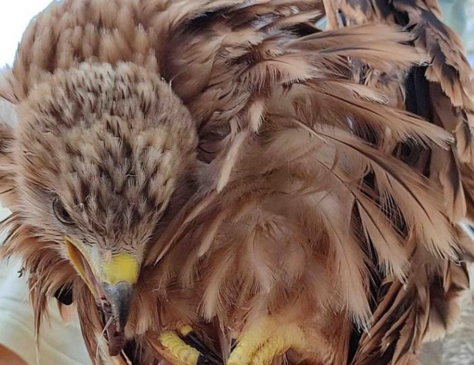 Una pareja de milano real cría tres pollos en la Casa de Campo