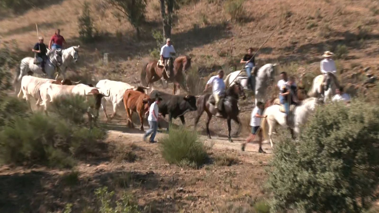 Comienzan las fiestas de Miraflores de la Sierra con la suelta de bueyes