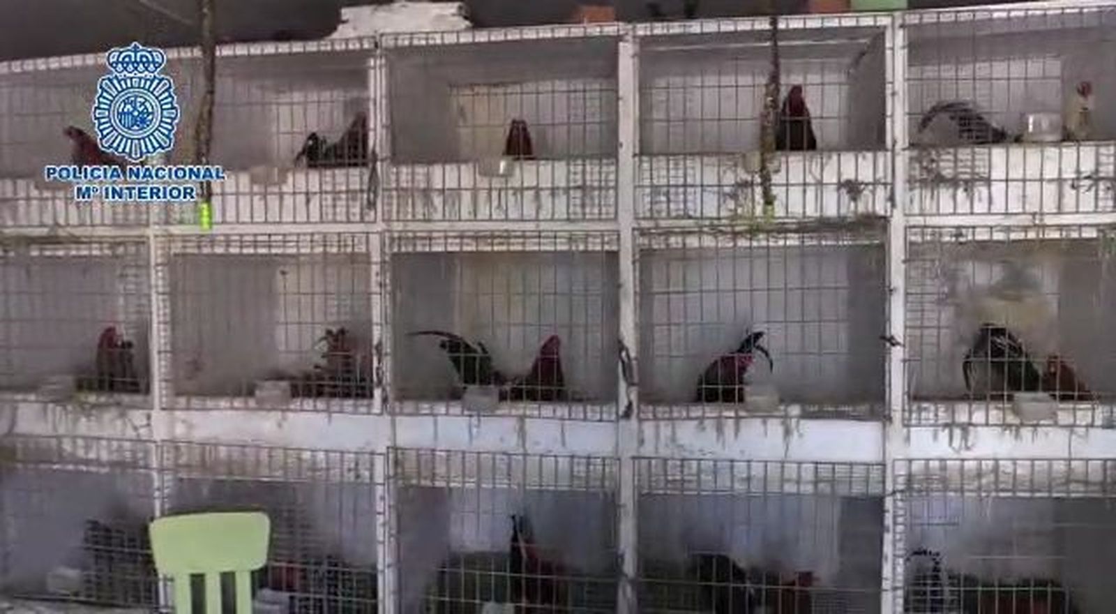 Cae una banda que distribuía cocaína y organizaba peleas ilegales de gallos en Chinchón