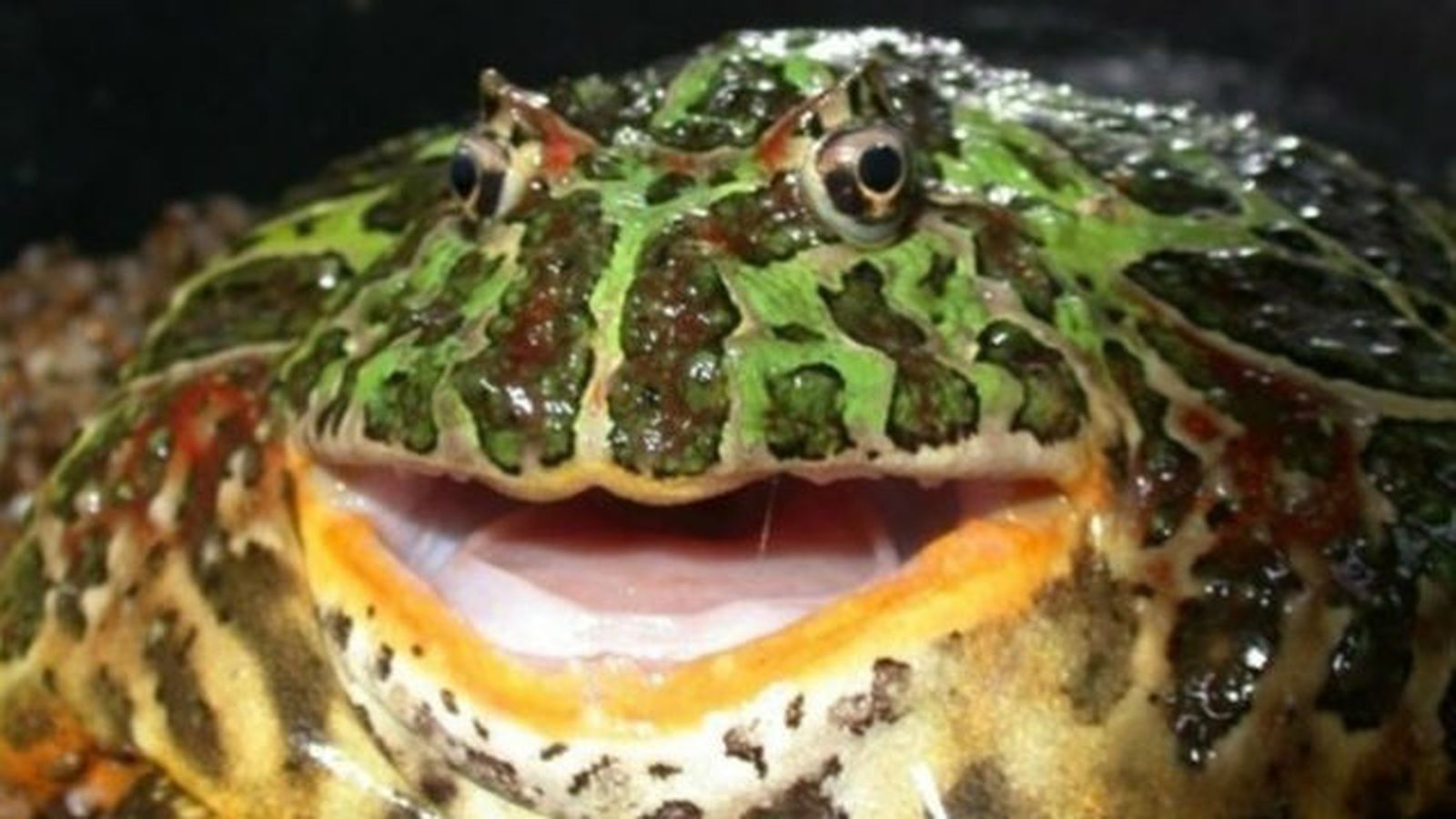 Una rana gigante extinta era capaz de comer dinosaurios