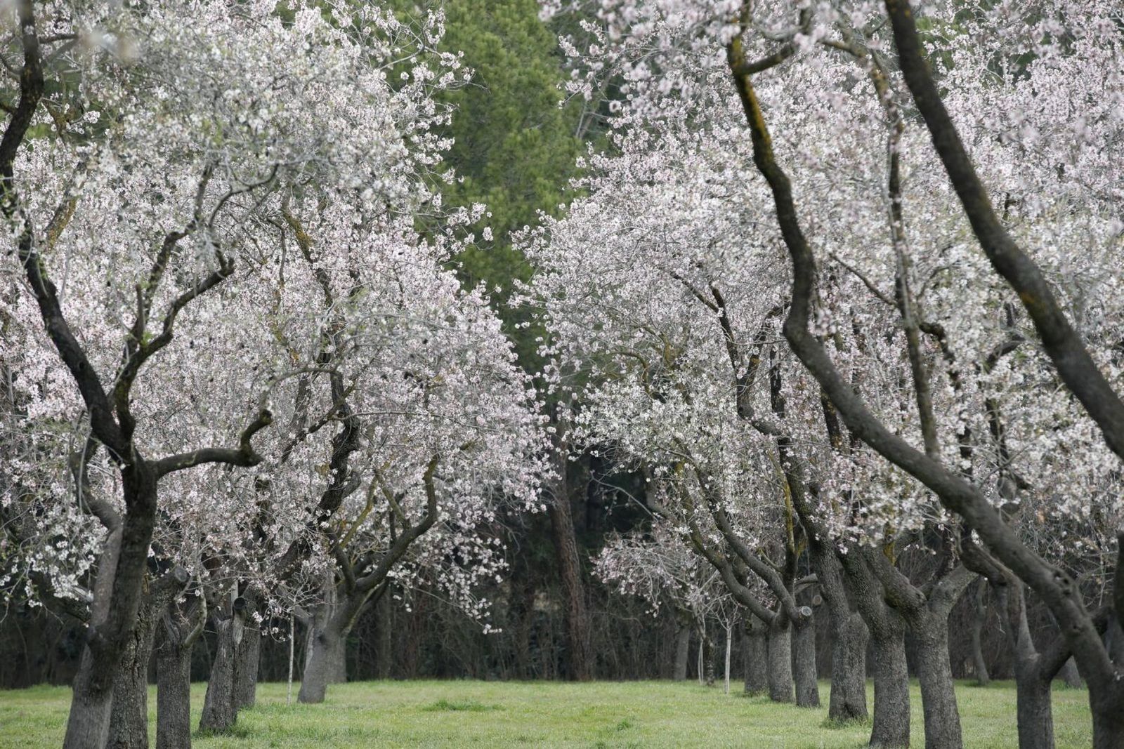 El esplendor de los 1.900 almendros en flor de la Quinta de los Molinos