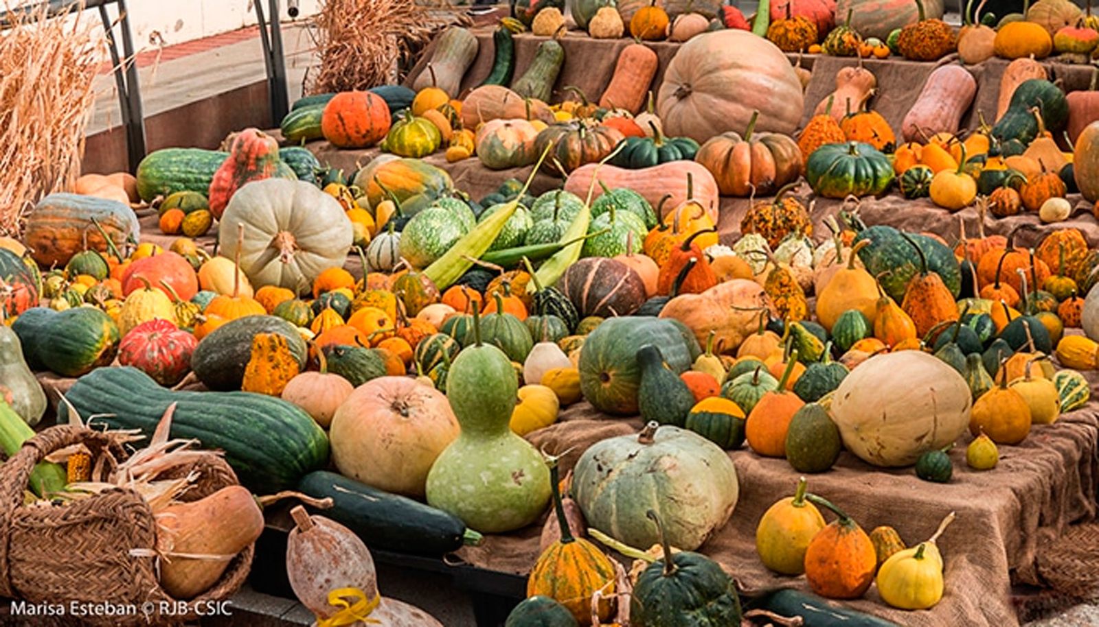 El Botánico se llena de calabazas por Halloween