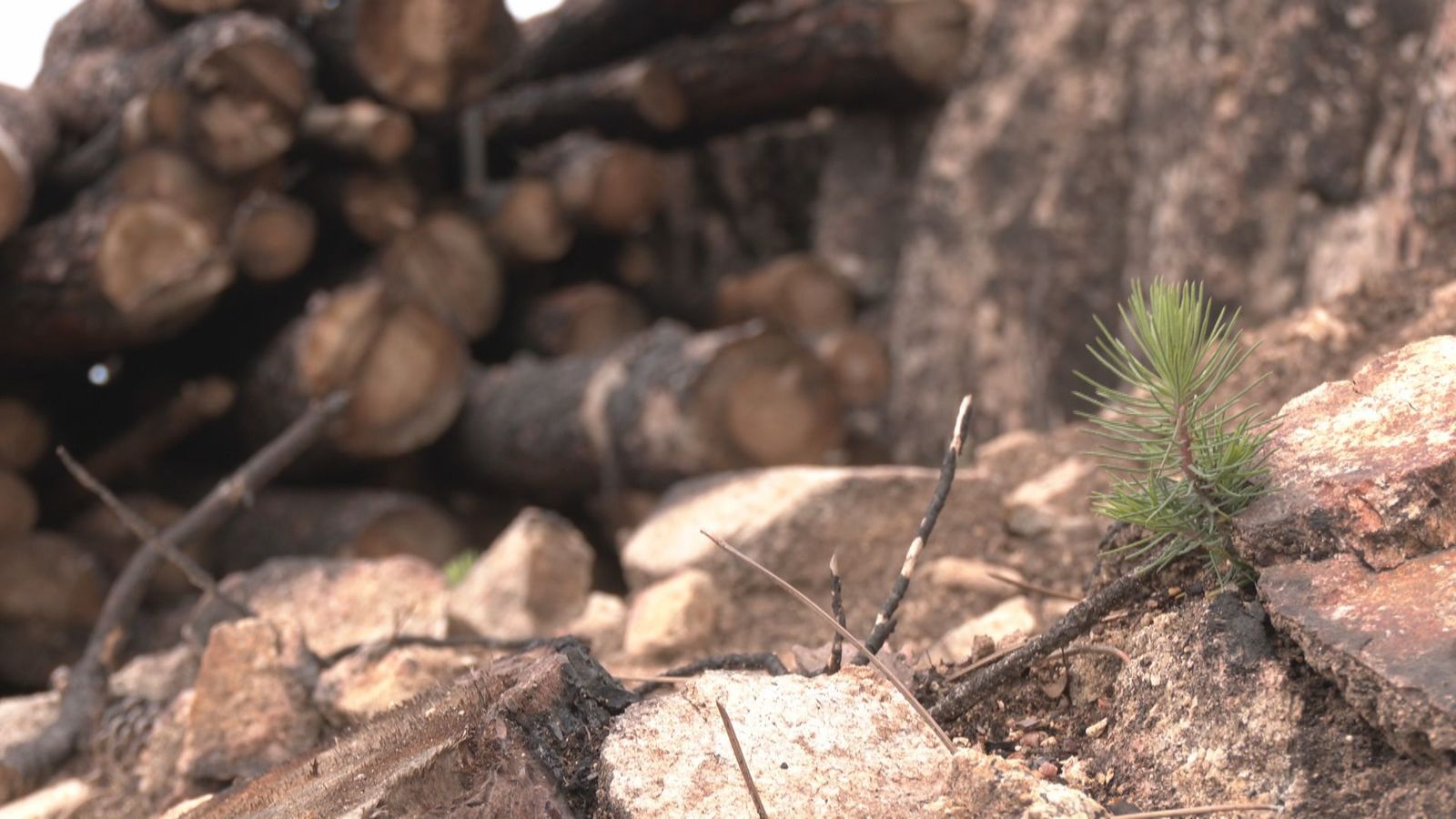 ¿Cómo se recupera el monte tras un incendio?