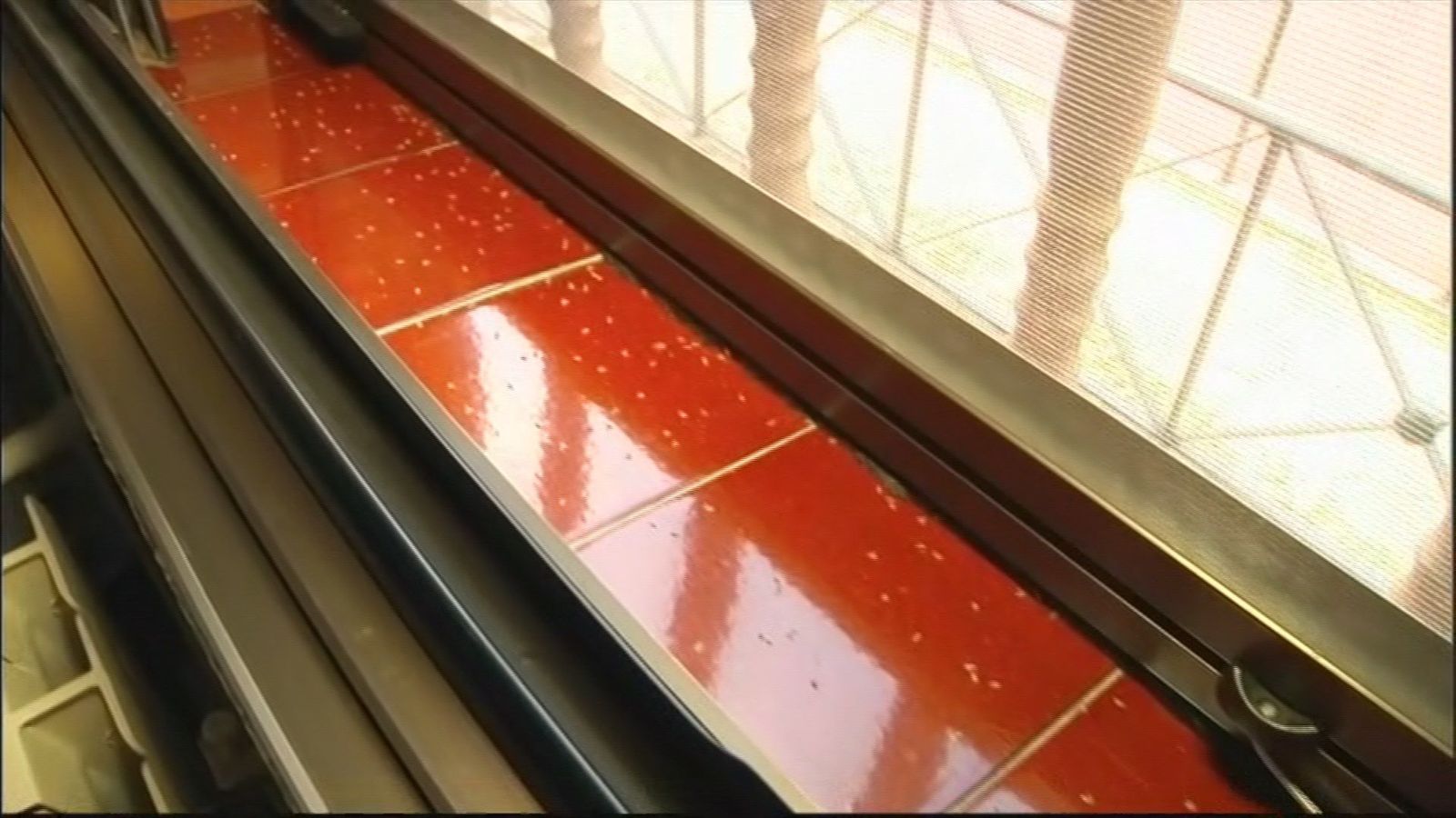 Una vecina de Hortaleza, desesperada por los bichos de un árbol enfermo que está junto a su ventana