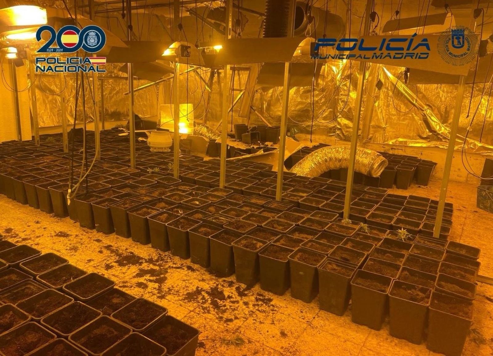 Punto de plantación de marihuana indoor desmantelado