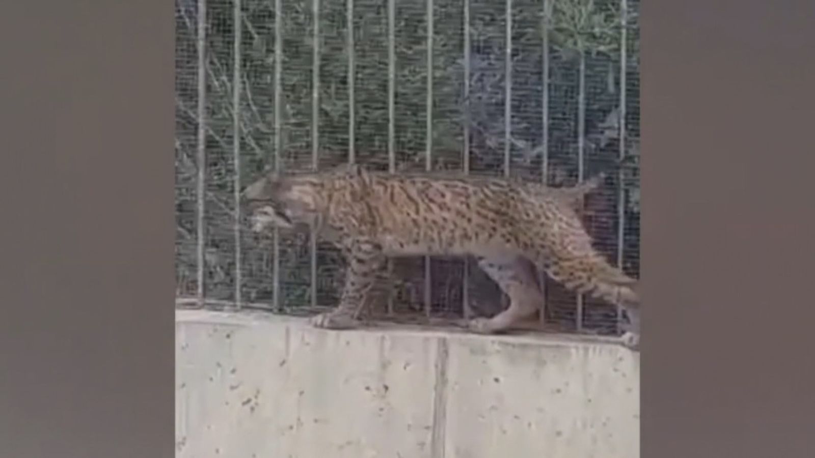 Localizado un ejemplar de lince ibérico en Boadilla del Monte