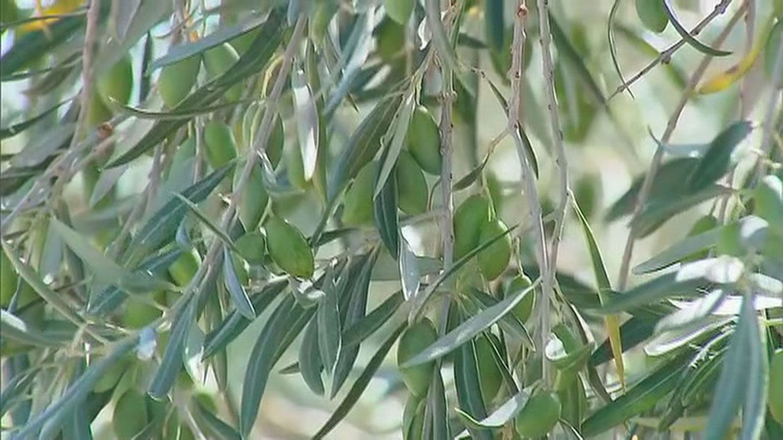 La cosecha de aceituna en España puede sufrir una caída de hasta el 40%