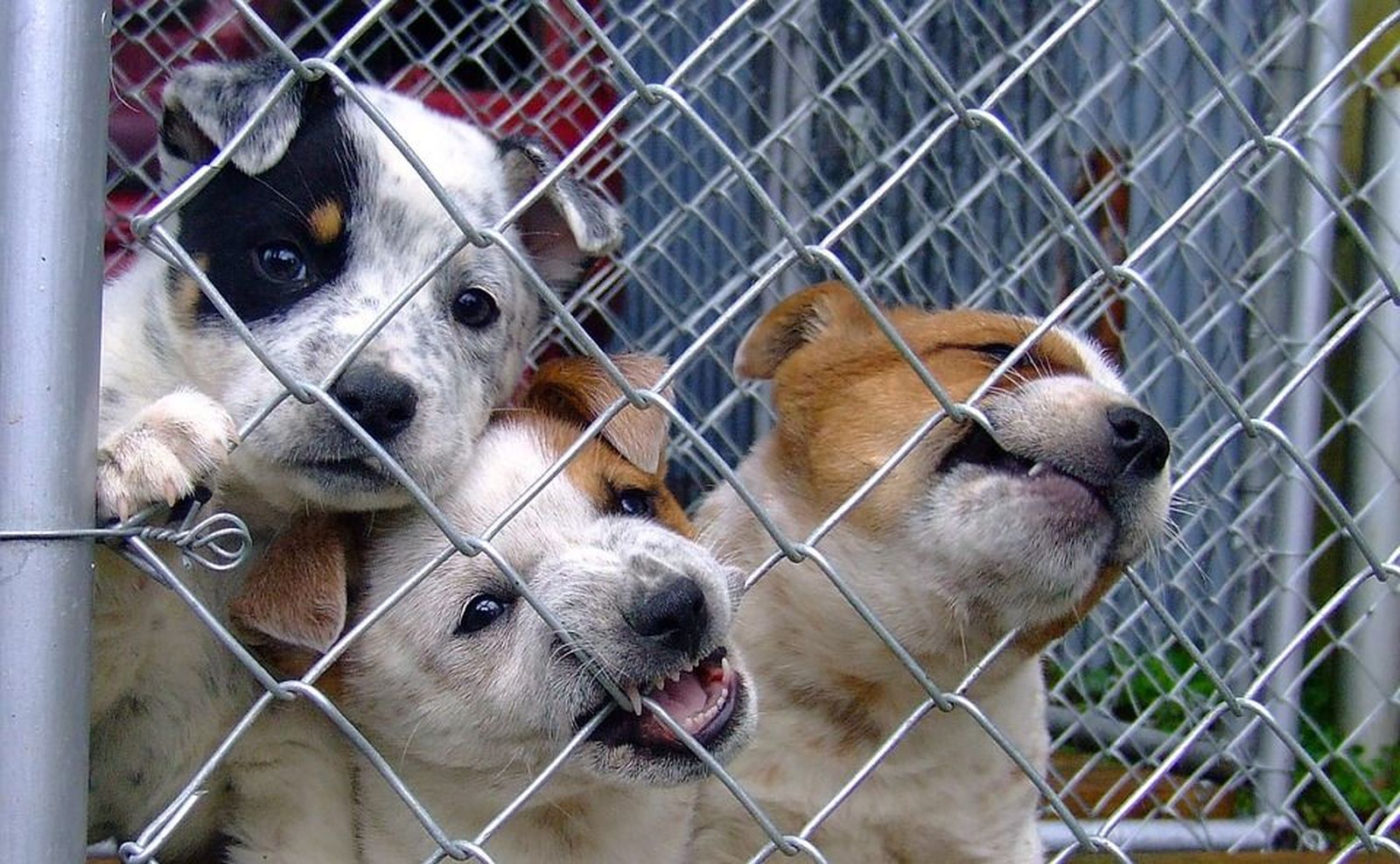 Aumenta el abandono de perros con la desescalada del coronavirus
