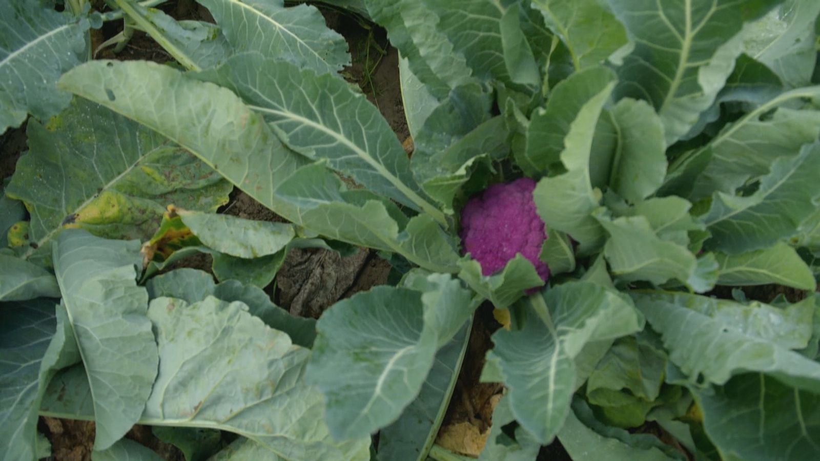 Coliflor