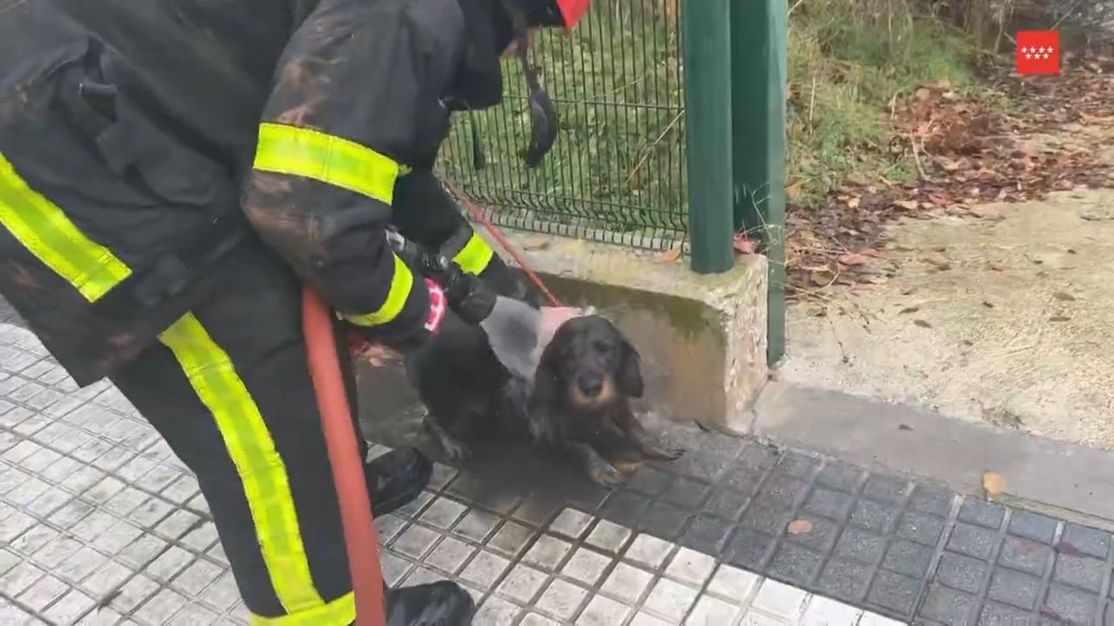 Bomberos rescatan en Majadahonda un perro atrapado en un pozo
