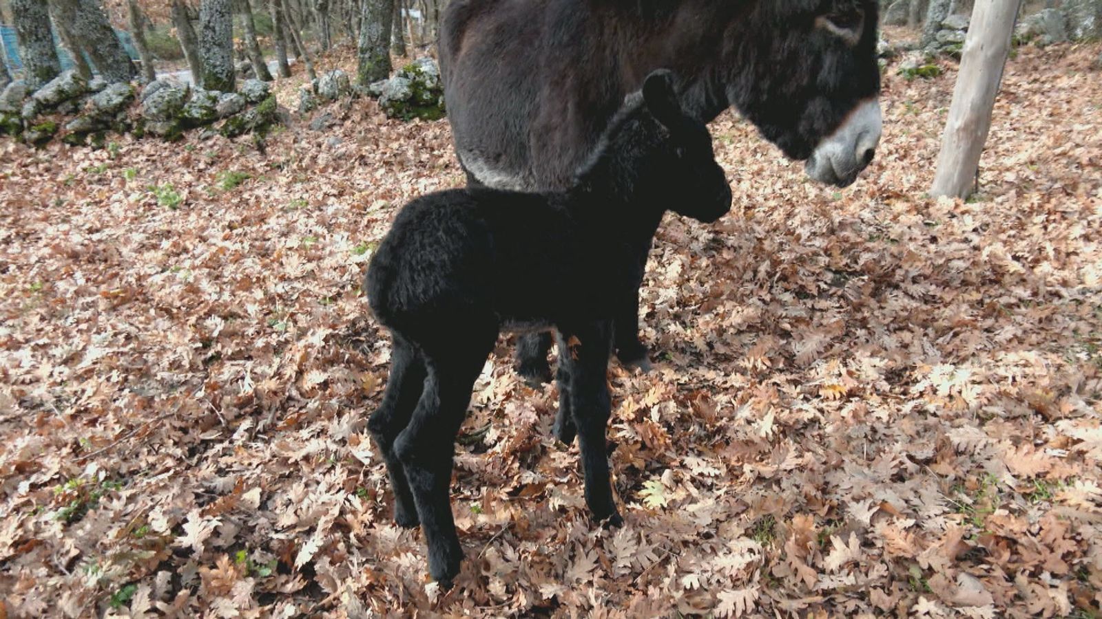 Burro recién nacido