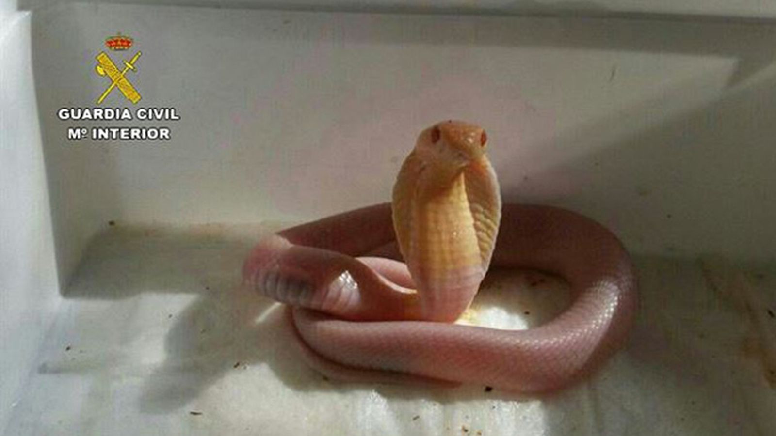 cobra_21213.