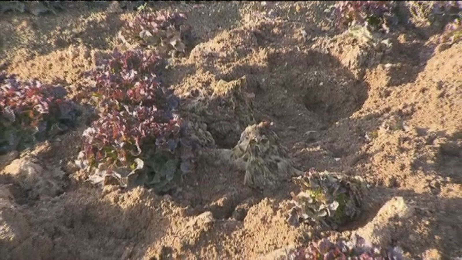 Los jabalíes provocan graves daños en los cultivos en Villa del Prado