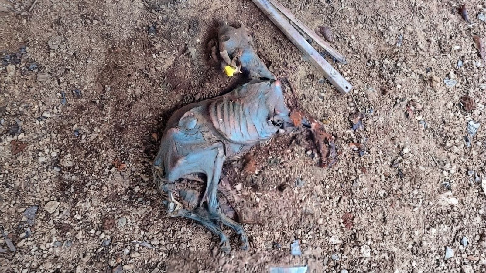 El incendio de Ávila destapa un presunto caso de maltrato animal en El Tiemblo: hallan decenas de animales muertos