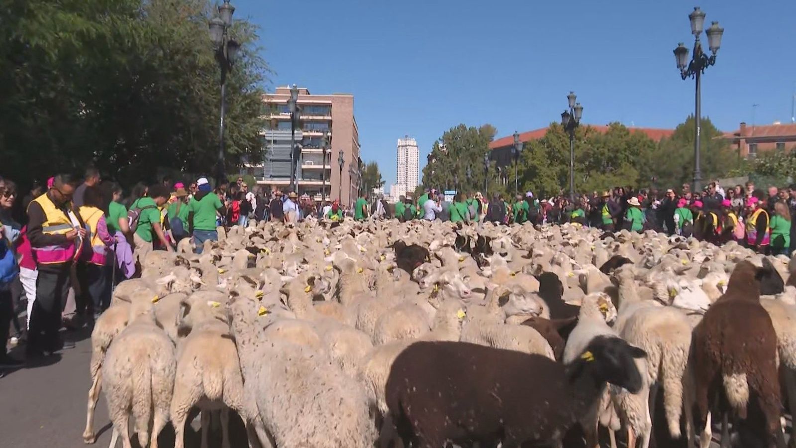 Pastores y sus rebaños de ovejas y cabras atraviesan las calles de Madrid en la Fiesta de la Trashumancia