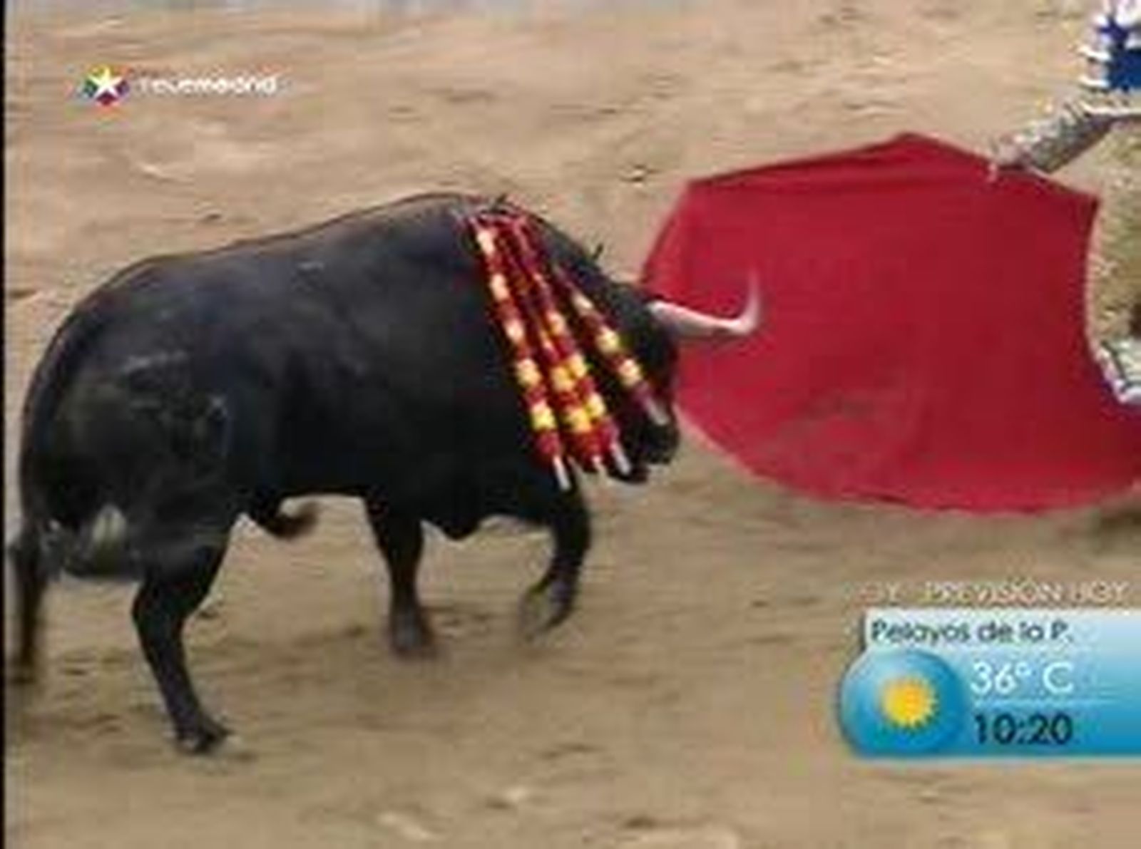 Opinion de los expertos sobre la prohibición de los toros