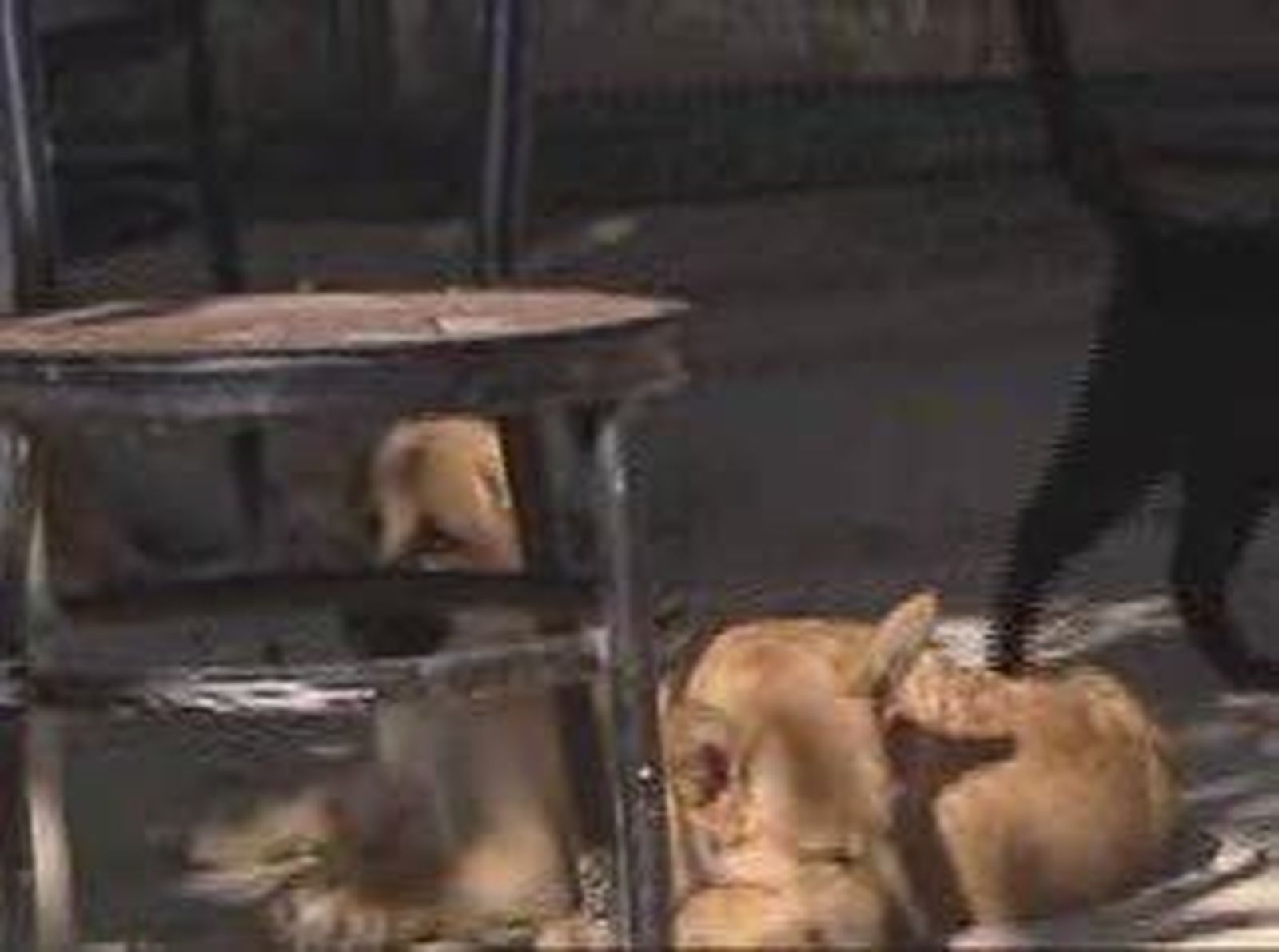 6abandonos_20101227V0.wmv