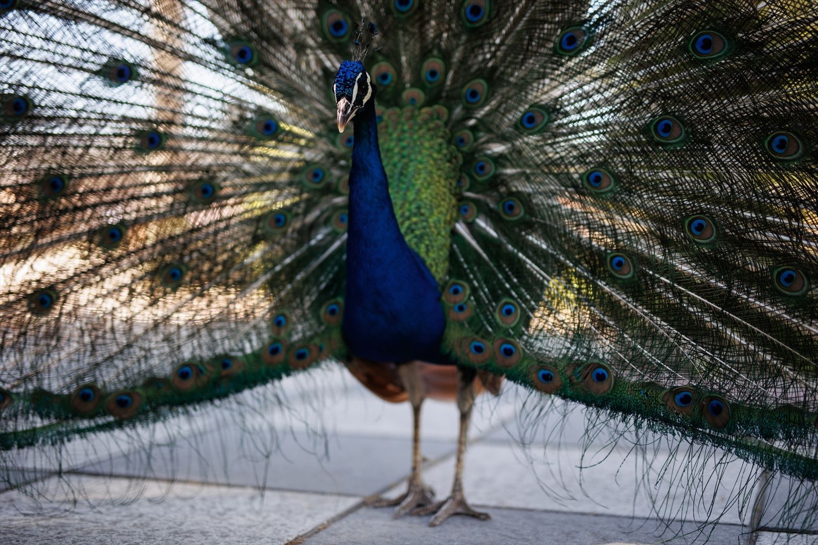 Pavo real en los jardines de Cecilio Rodríguez del Parque de El Retiro