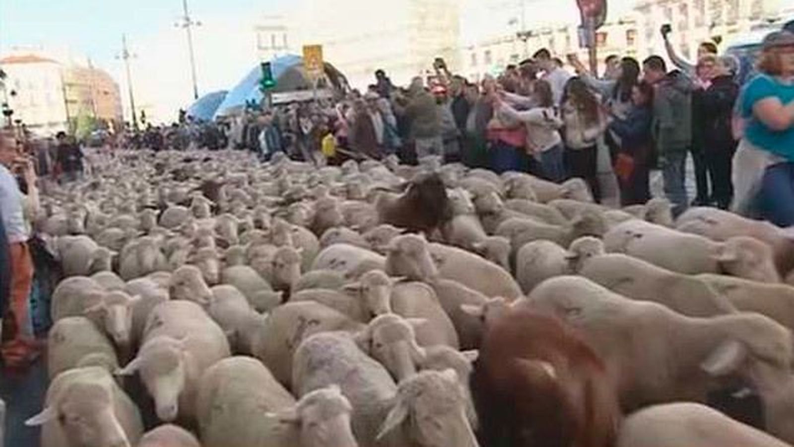 Carmena: La Fiesta de la Trashumancia muestra que Madrid es el "rompeolas de todas las Españas"