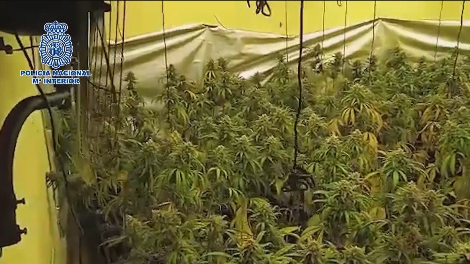 Desmantelada una producción 'indoor' de marihuana en tres casas de lujo del corredor del Henares