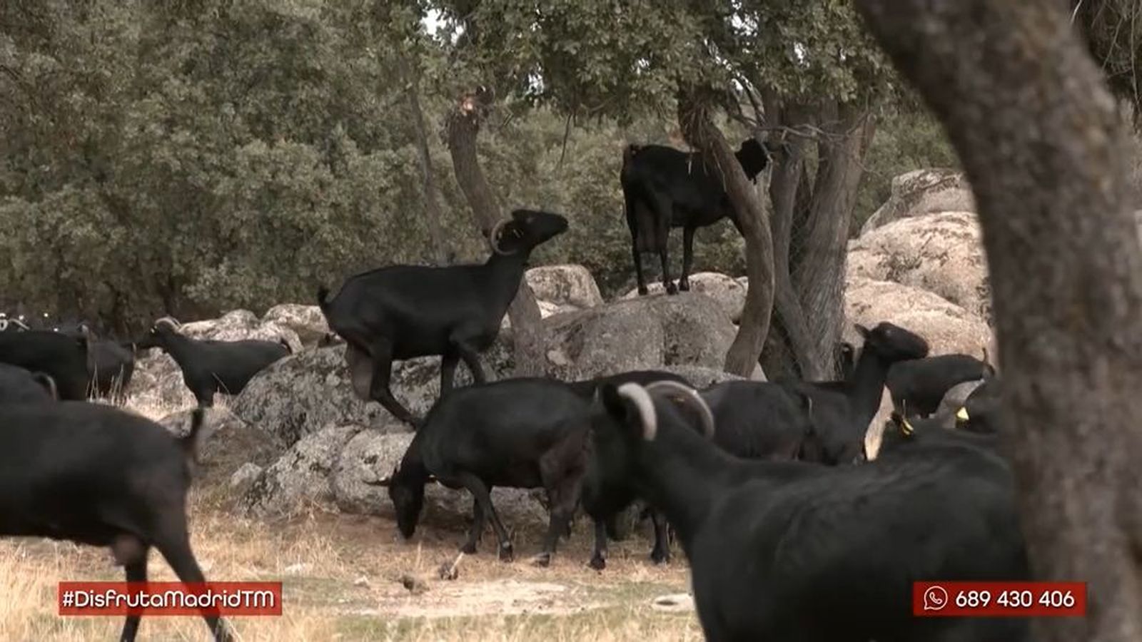 ¿Cómo es la vida de un pastor ecológico en la Cuenca Alta del Manzanares?