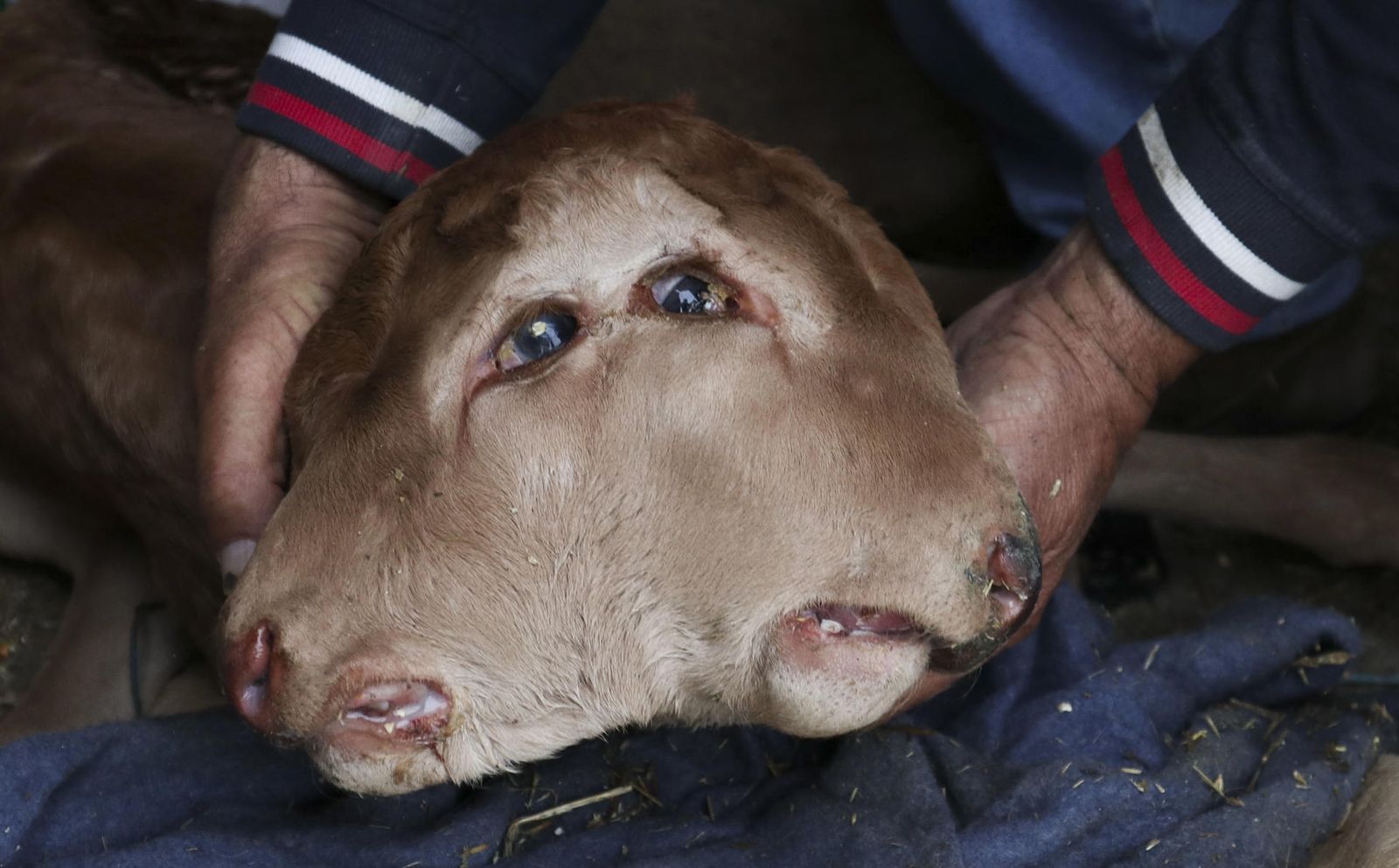 Ternero con dos cabezas nacido en una granja de Zamora