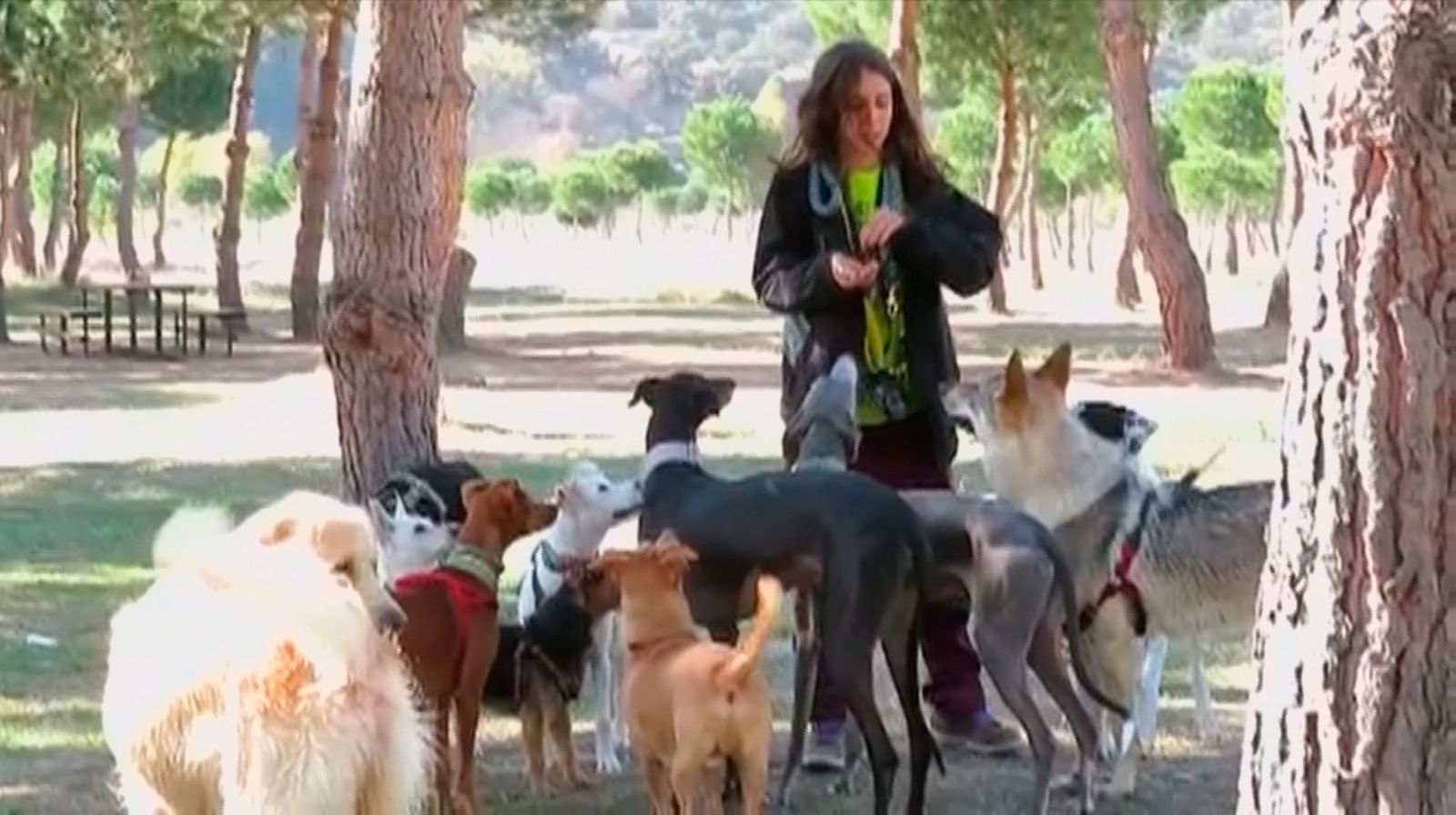 Paseador profesional de perros