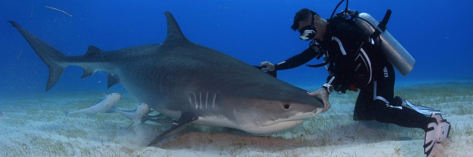 Nadando con tiburones