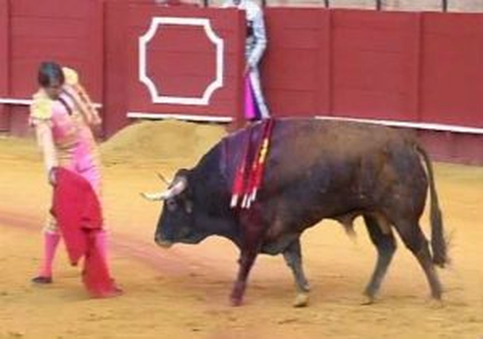 toros.mp4