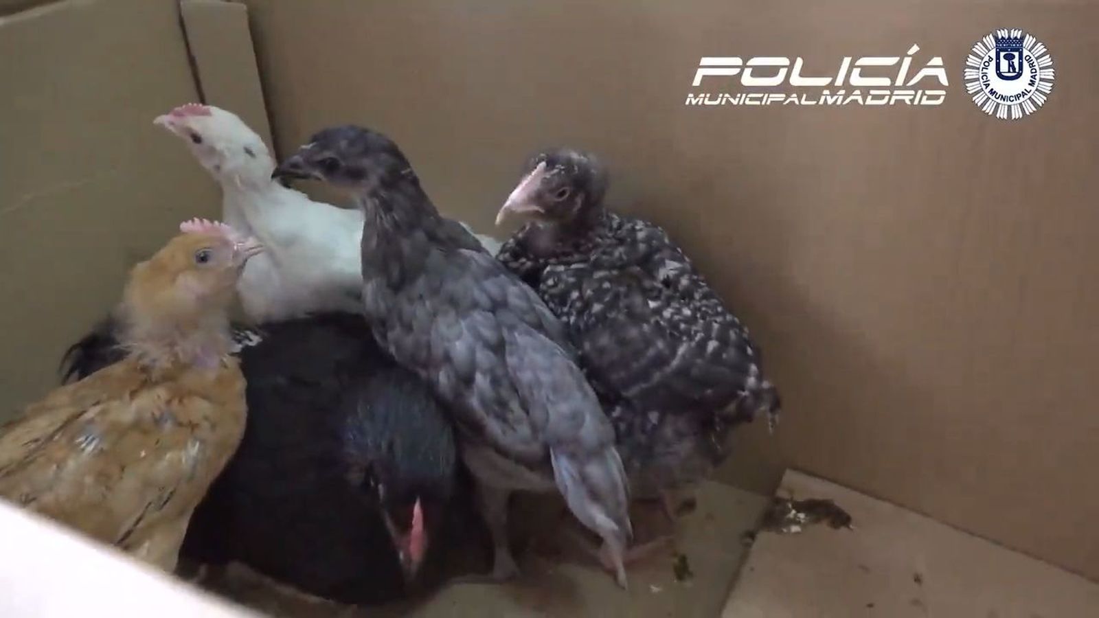 Operación de la Policía Municipal de Madrid contra el maltrato animal en una santería