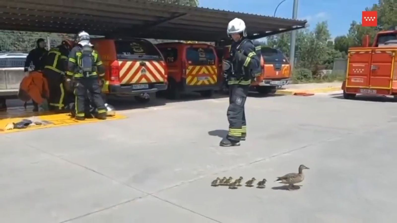 Una pata y sus patitos 'participan' en las maniobras de los Bomberos de Getafe