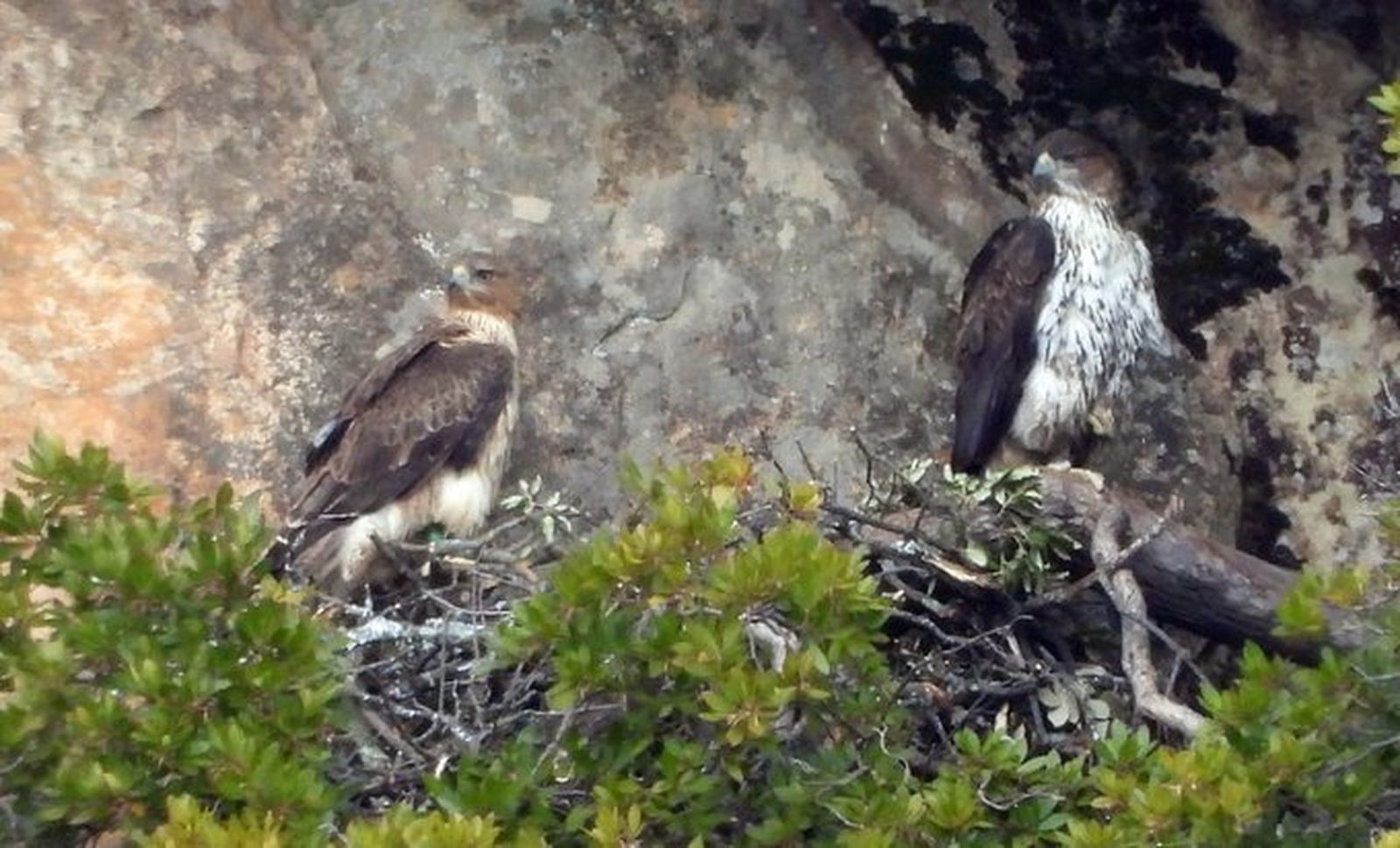 Pareja de águilas de Bonelli criando en la Comunidad de Madrid