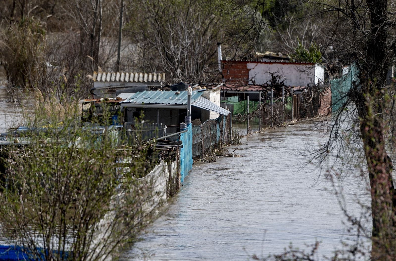 Zona de cultivos afectada por la crecida del Jarama en San Fernando de Henares
