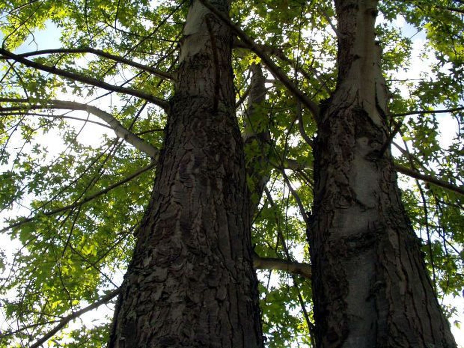 Los ángeles de los bosques
