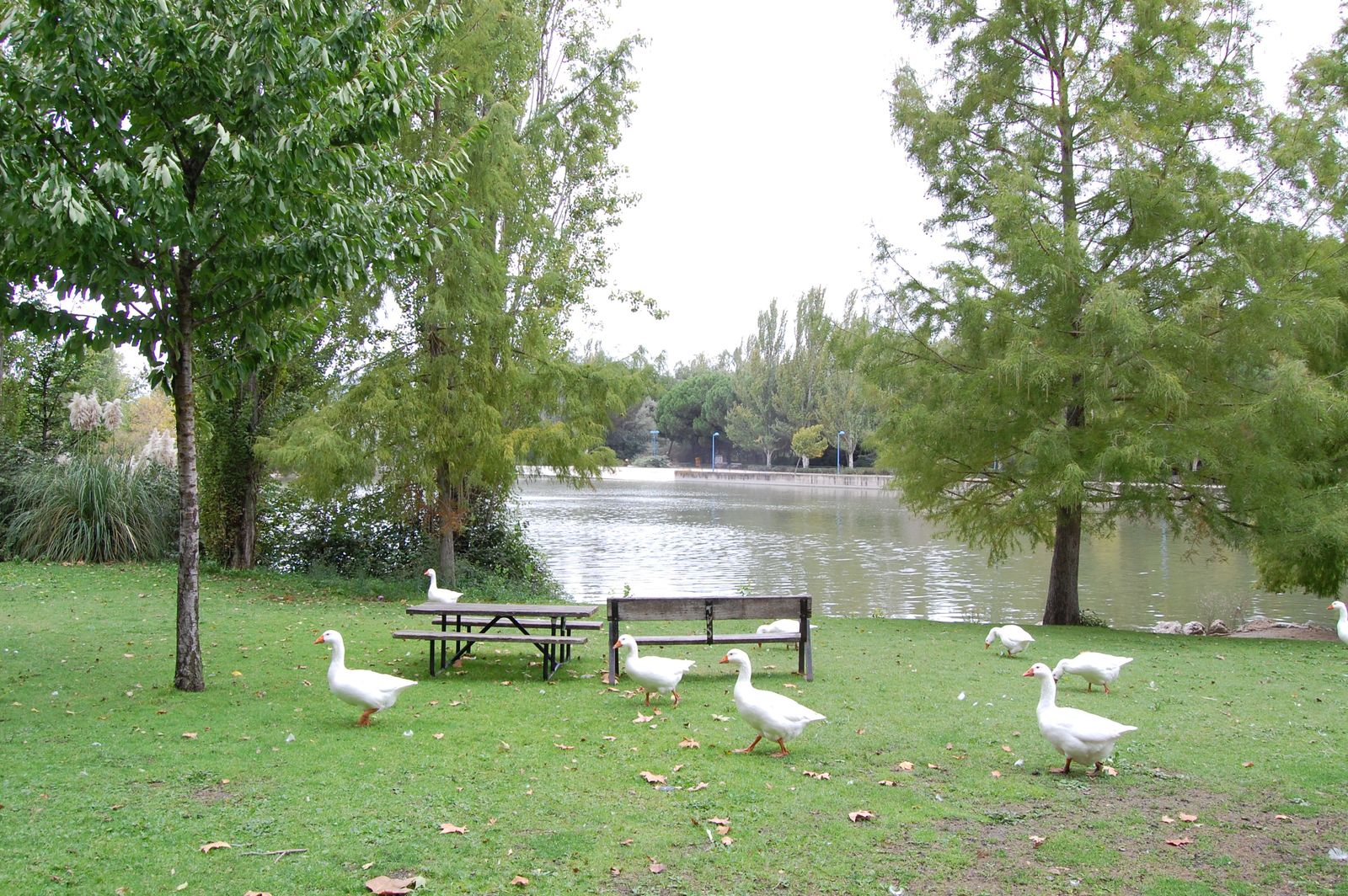 Aves en el parque El Soto de Móstoles