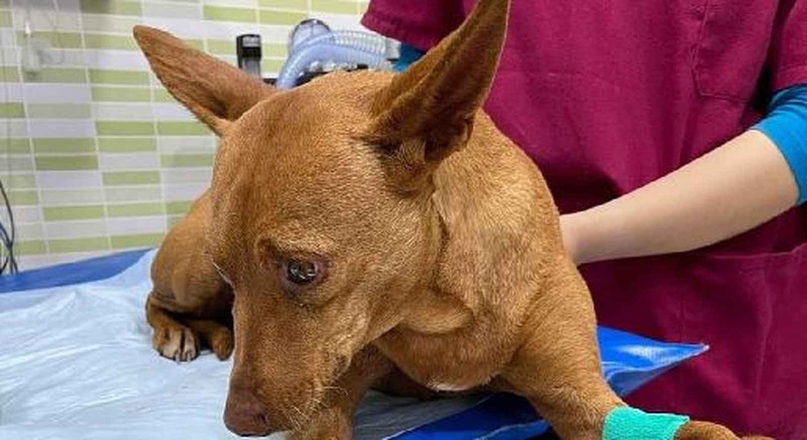 Chispa, perra abandonada localizada en Campo Real