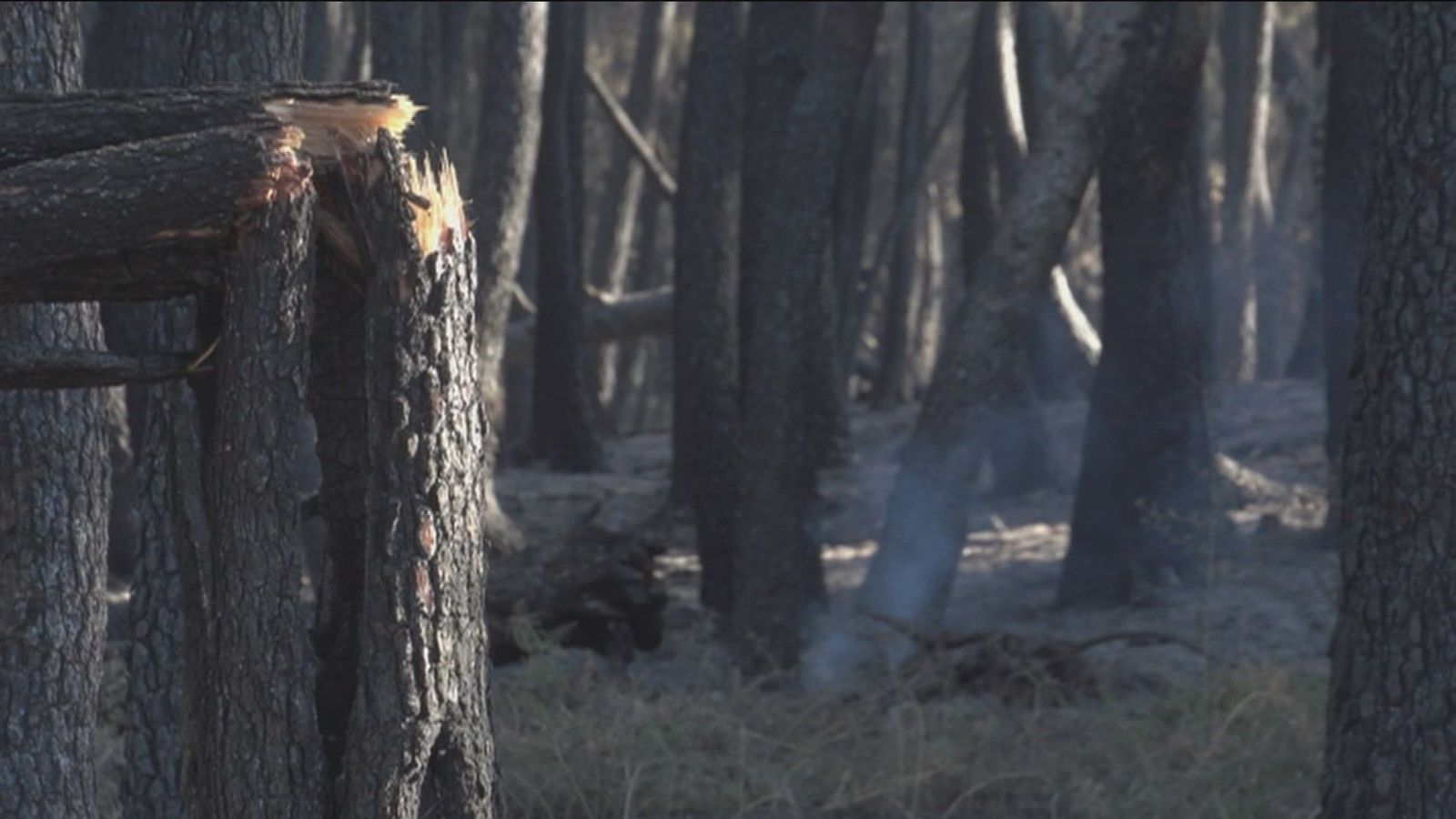 Las consecuencias ecológicas del incendio de Cenicientos y Cadalso de los Vidrios