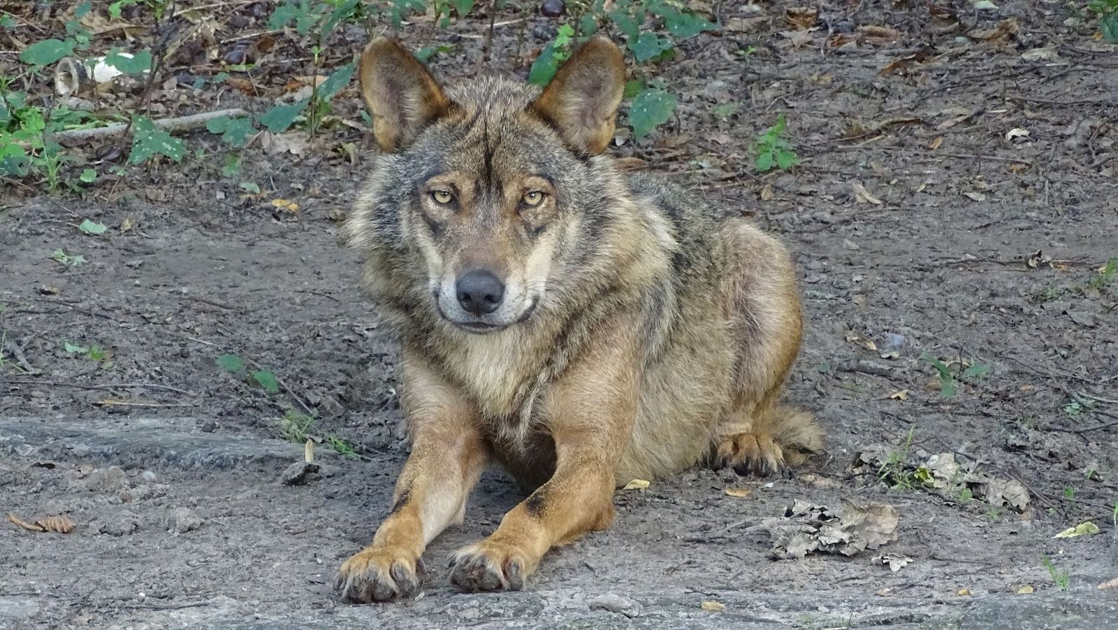 El primer escape room en España dedicado al lobo ibérico está en Villanueva de la Cañada