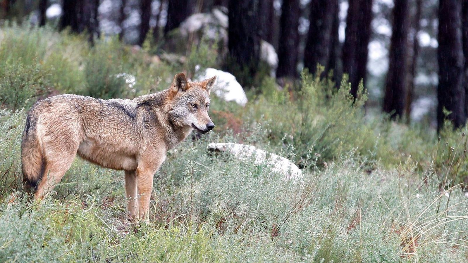 Un ejemplar de lobo ibérico