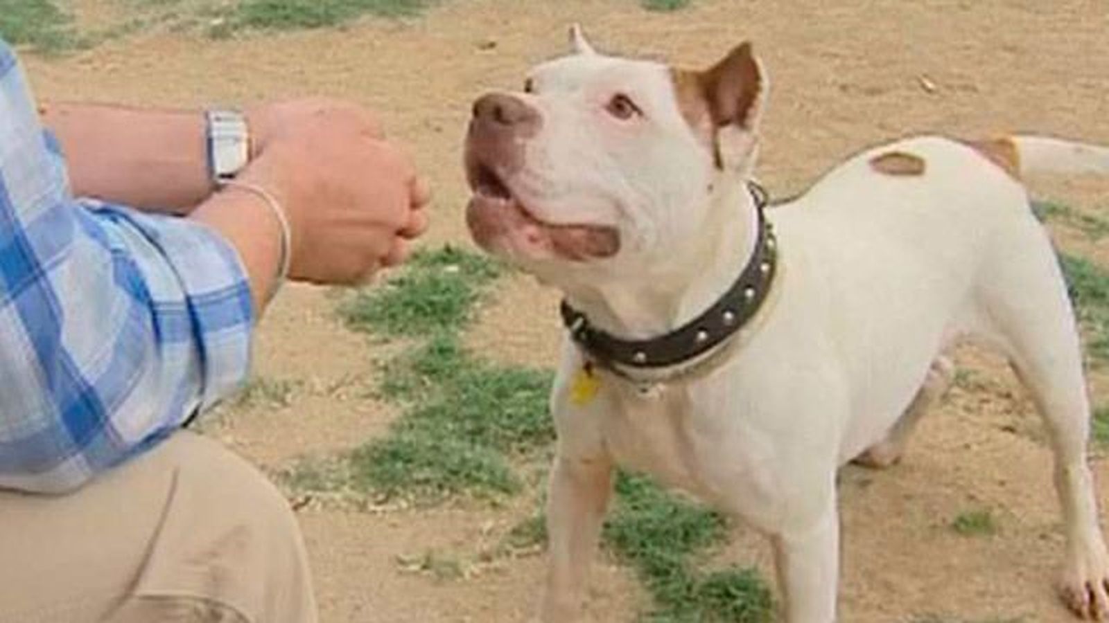 Las protectoras, en pié de guerra por la nueva ley de Protección Animal