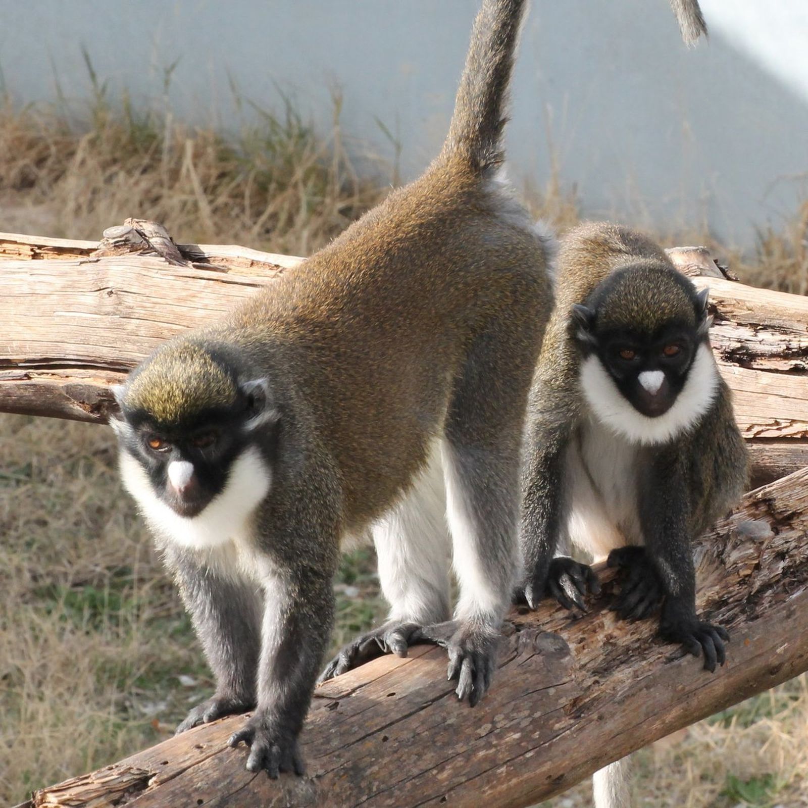 Dos hembras de cercopiteco, robadas de un refugio de primates de Fuente el Saz