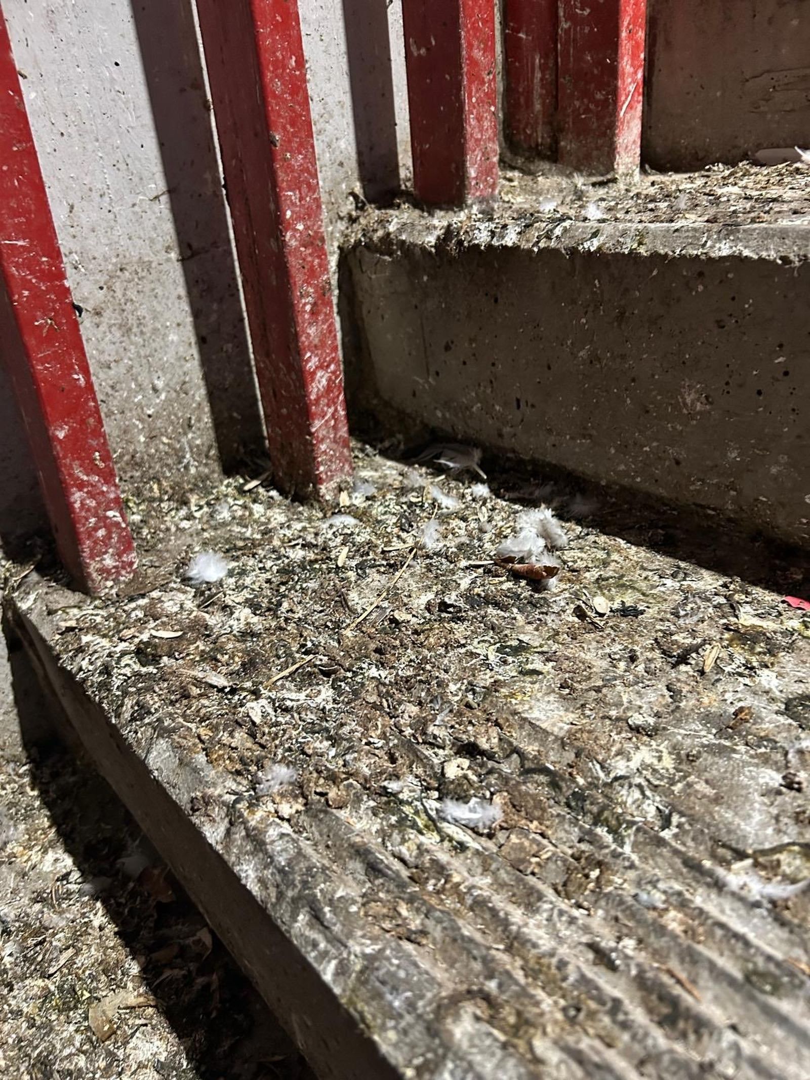 Por imágenes como estas al Rayo le han retirado la concesión de su estadio
