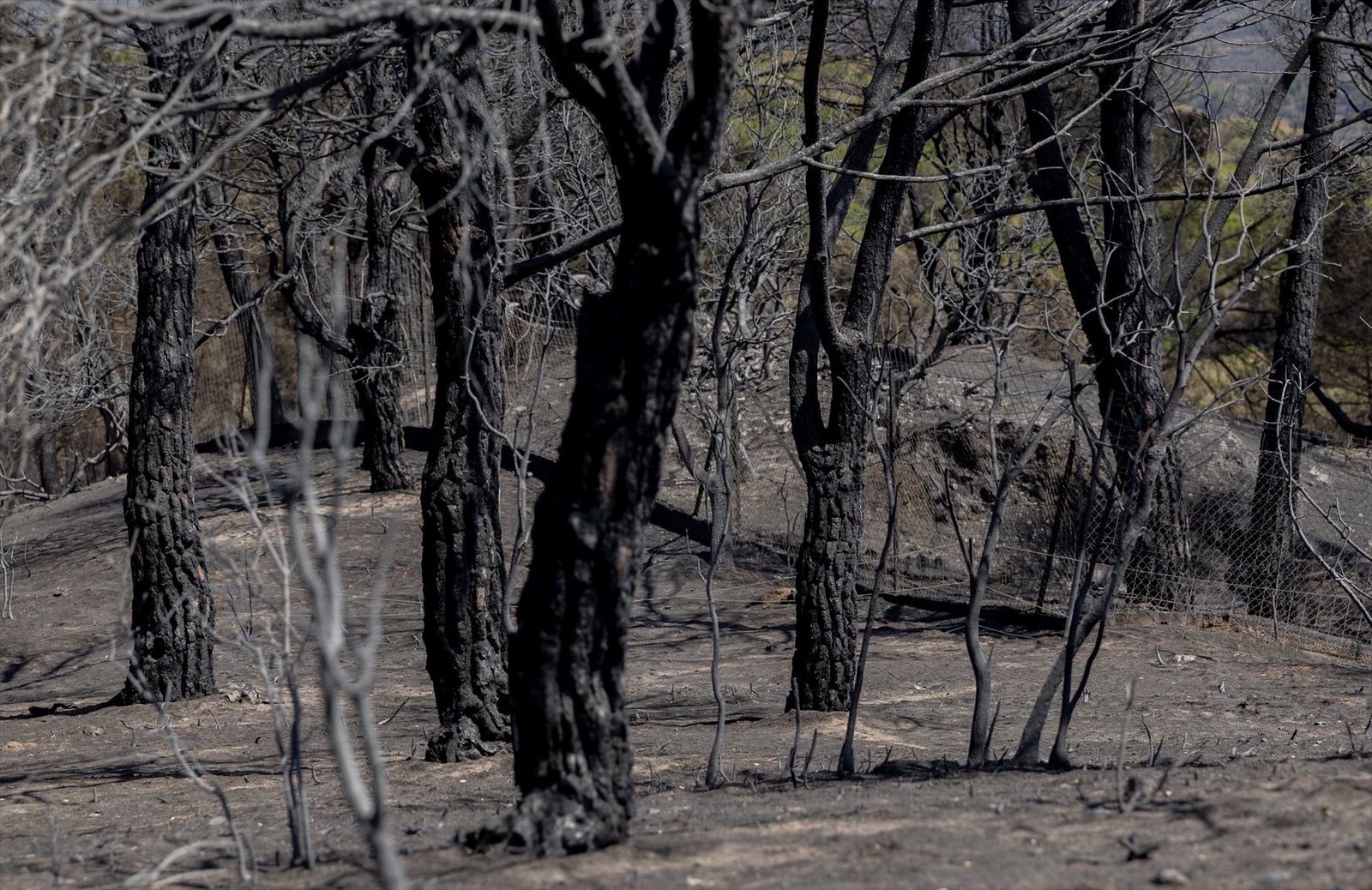 Zona calcinada tras el paso del incendio de la Sierra Oeste de Madrid de julio de 2026, en Pelayos de la Presa