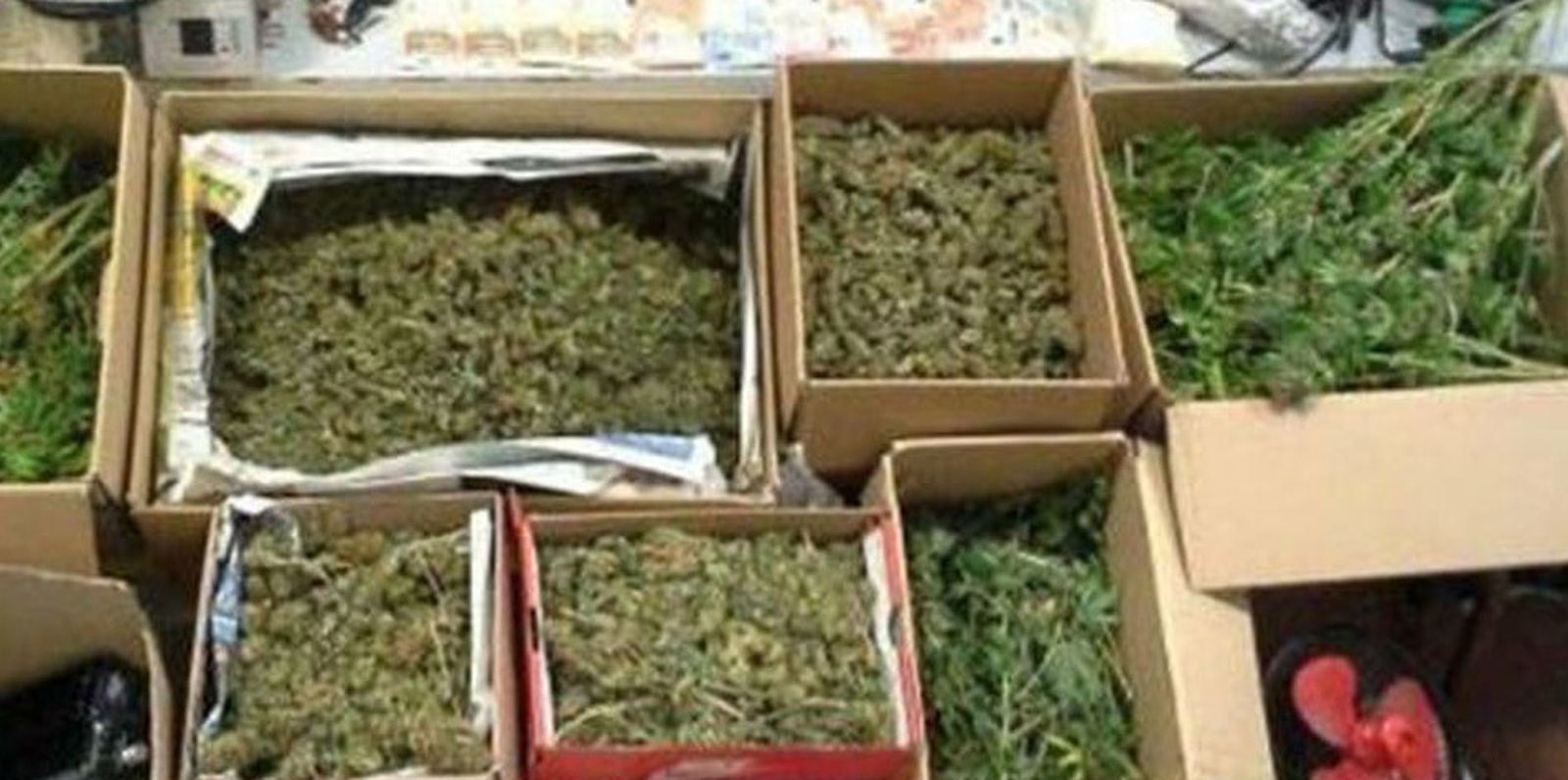 Cajas de marihuana