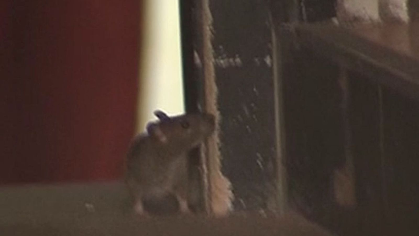 Ratas y cucarachas en una pizzería del centro de Madrid