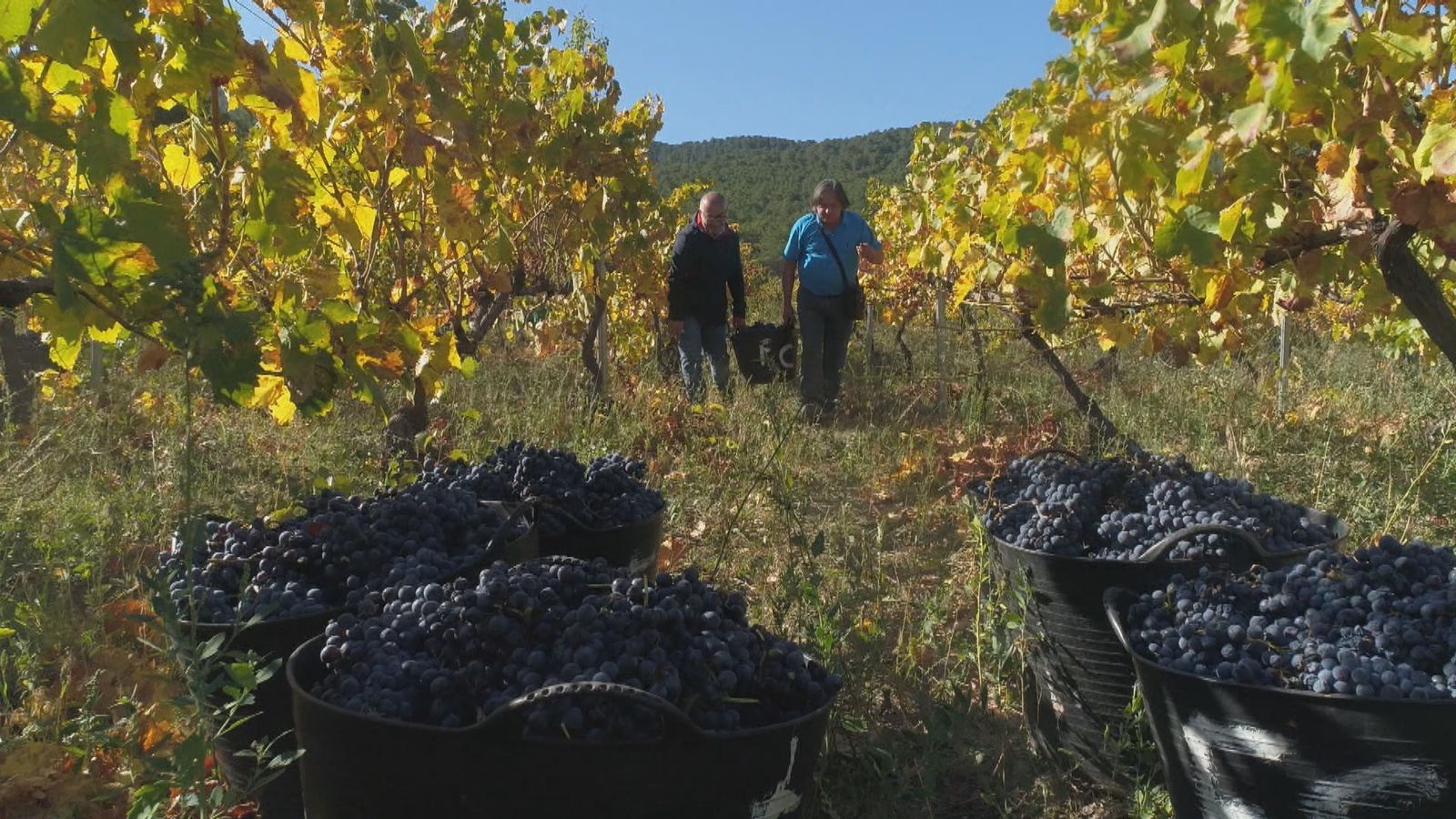 El renacer del vino de Madrid